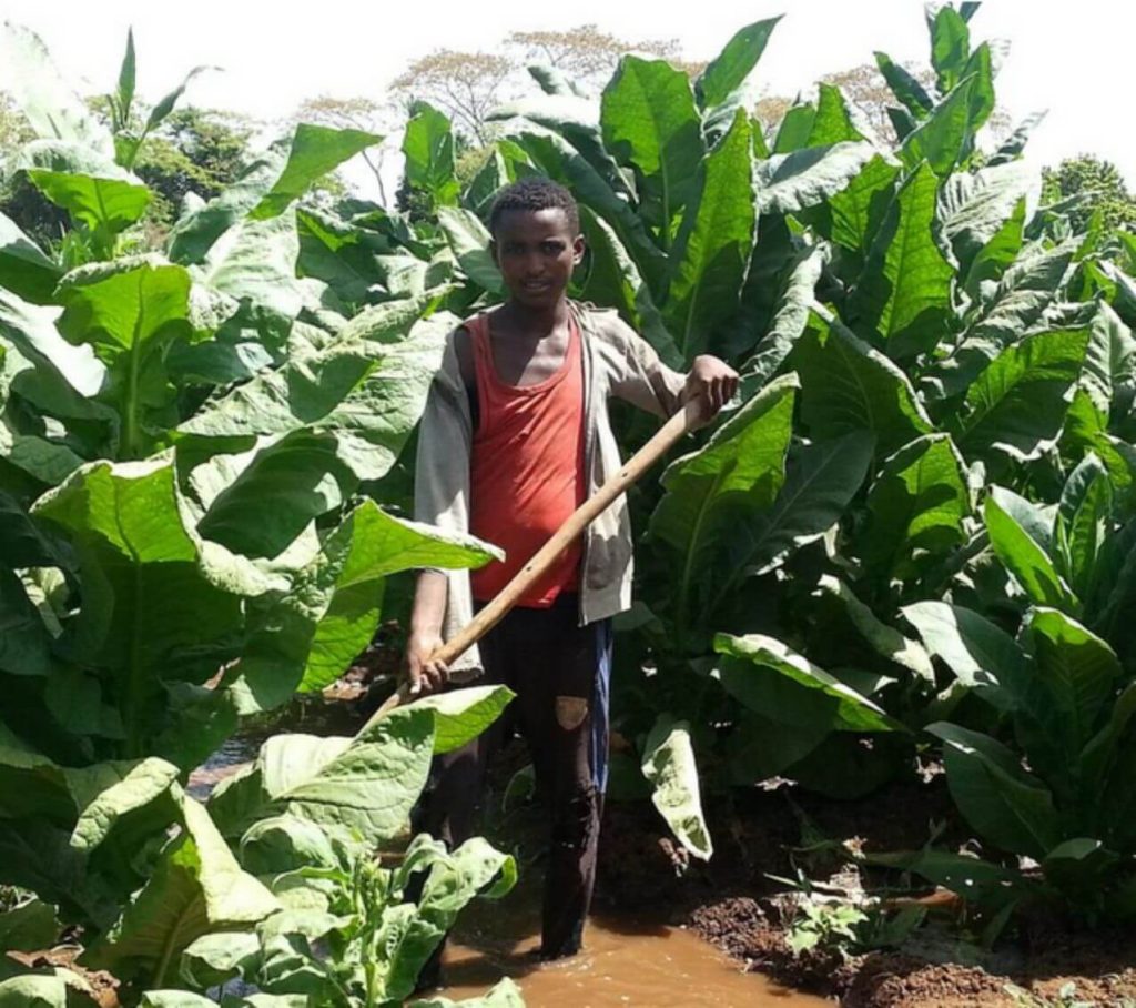 A tobacco farmer in Cameroon's tobacco field