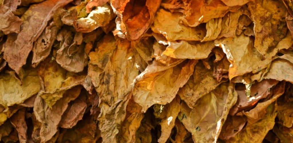 Close-up shot of Flue-cured Kentucky tobacco leaves